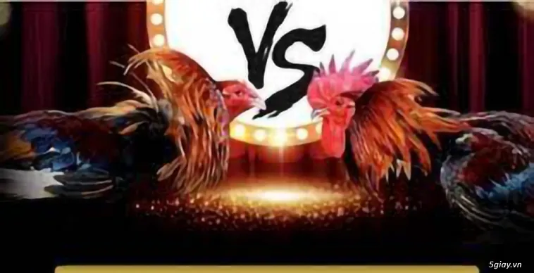 Khám Phá Sảnh Đá Gà 77Ball Đỉnh Cao Và Rinh Thưởng Khủng Ngay