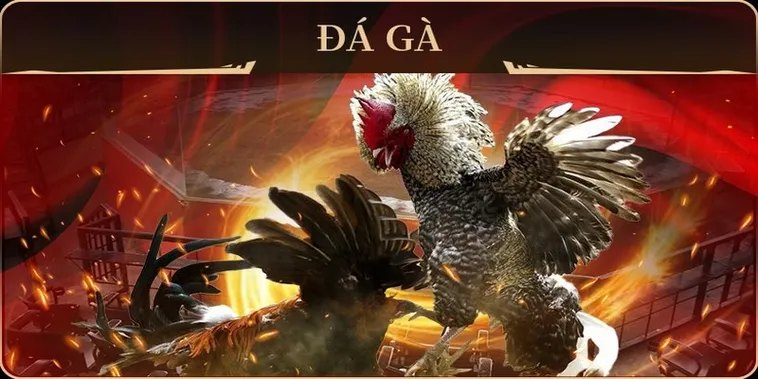 Chinh Phục Sảnh Đá Gà GA28 Tại 77Ball Với Tỷ Lệ Thắng Cao 2 Chinh Phục Sảnh Đá Gà GA28 Tại 77Ball Với Tỷ Lệ Thắng Cao