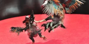 Bật Mí Cách Chơi Đá Gà Sabong Tại 77Ball Từ Các Kê Sư Lão Làng