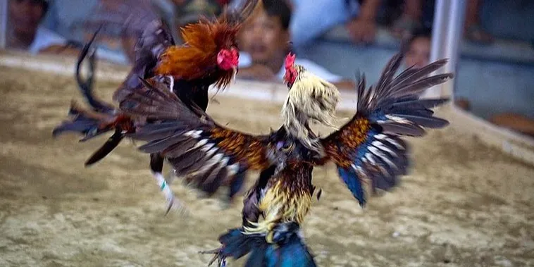 Bật Mí Cách Chơi Đá Gà Sabong Tại 77Ball Từ Các Kê Sư Lão Làng 2 Bật Mí Cách Chơi Đá Gà Sabong Tại 77Ball Từ Các Kê Sư Lão Làng